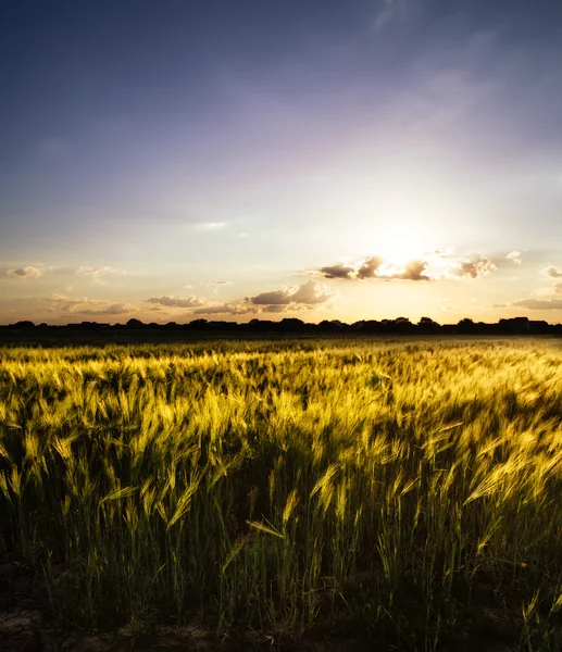 Wheat field on sunset — Stock Photo, Image