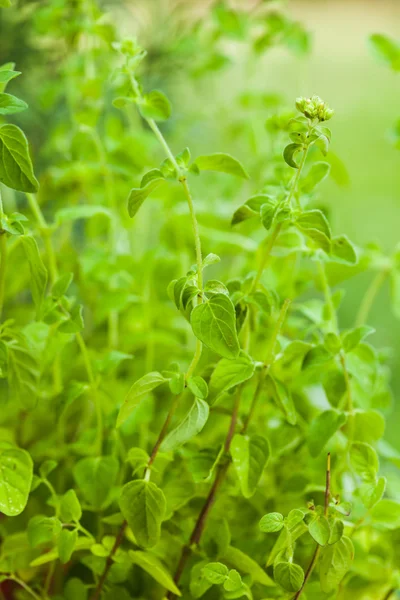 A Oregano bush — Stock Fotó