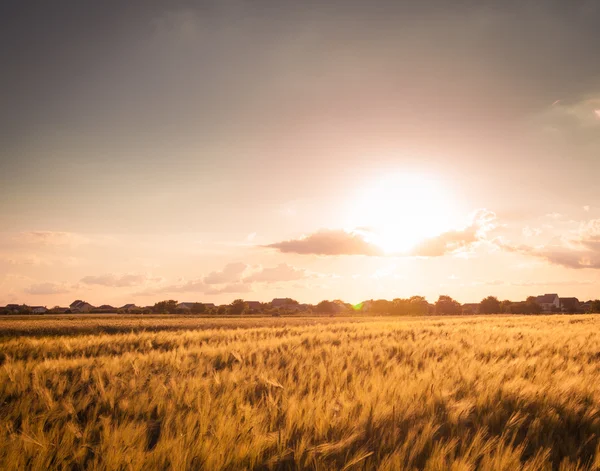 Поле пшениці на заході сонця — стокове фото