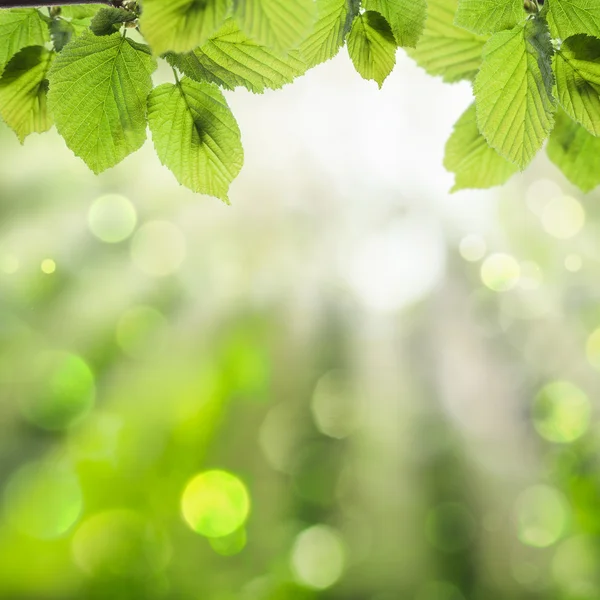 Lente groene achtergrond — Stockfoto