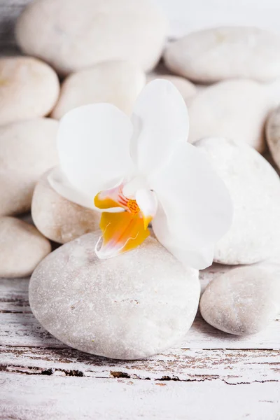 Conceito de spa de orquídea — Fotografia de Stock