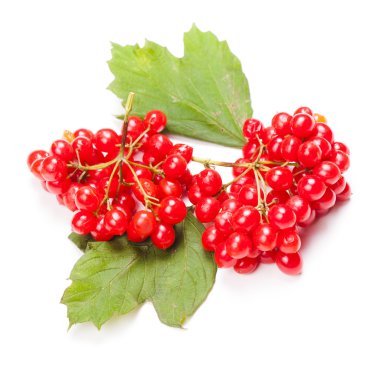 izole guelder rose berry