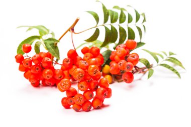 Üvez meyveleri izole