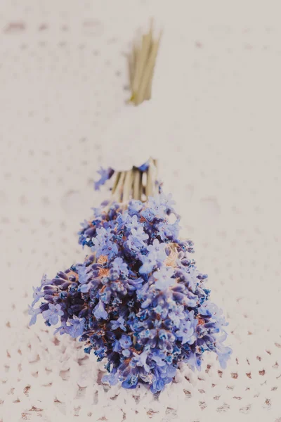 Fresh lavender bunch — Stock Photo, Image