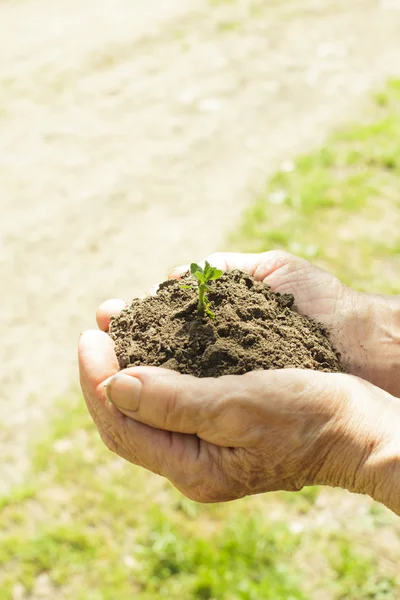 Manos con tierra y planta — Foto de Stock