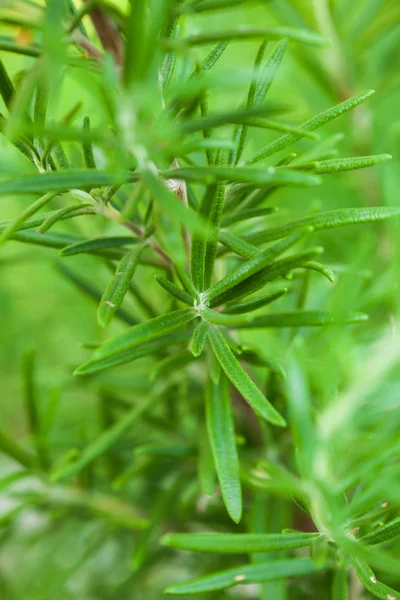 Rosemary deixa closeup — Fotografia de Stock