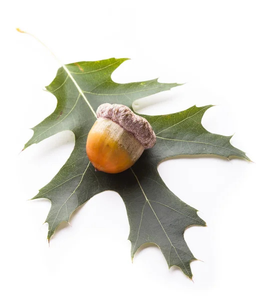 Acorn op een blad — Stockfoto