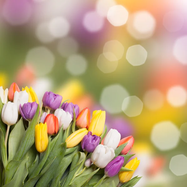 Tulipes colorées sur bokeh flou — Photo