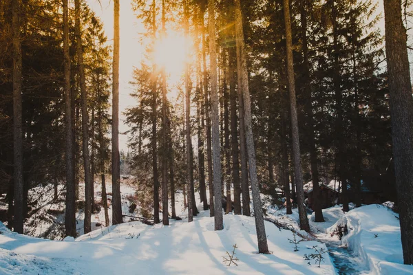 Το δάσος του χειμώνα — Φωτογραφία Αρχείου