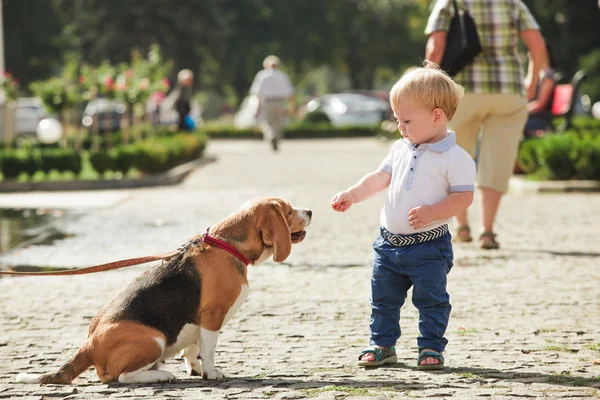 男の子が犬に餌 — ストック写真