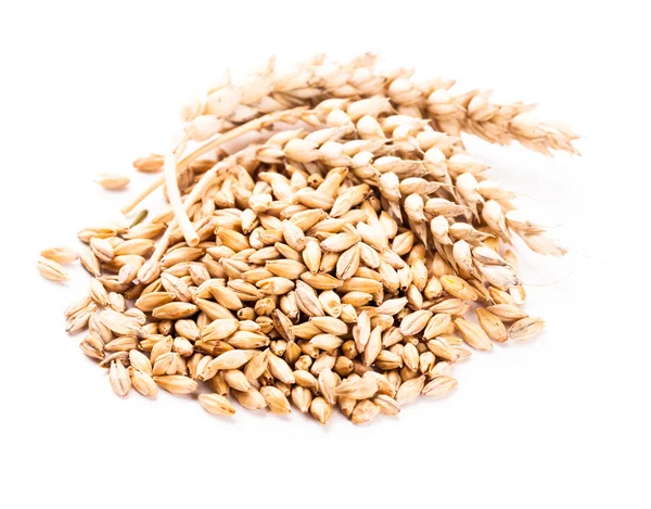 Пшеничное зерно изолировано — стоковое фото