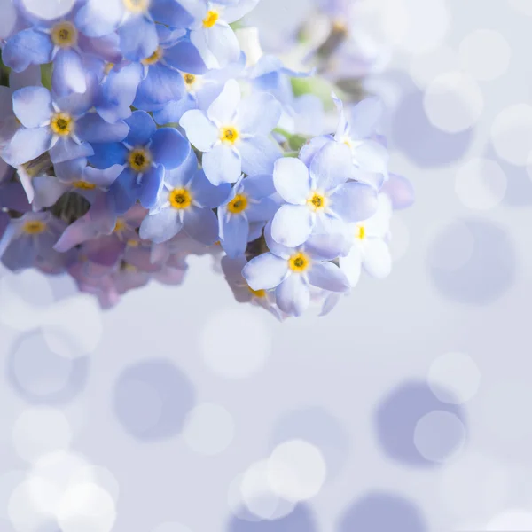 Forget-me-not flower background — Stock Photo, Image