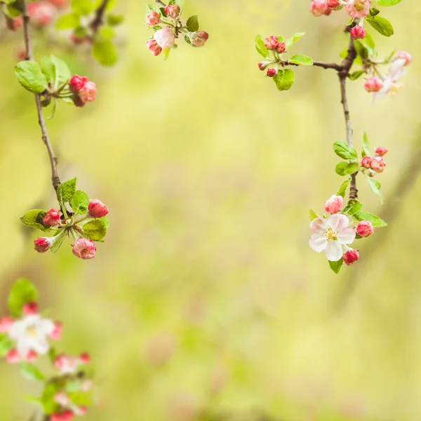 Branches of apple tree — Stock Photo, Image