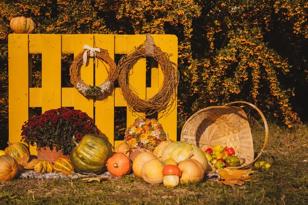 Şükran günü sonbahar dekorasyonları — Stok fotoğraf