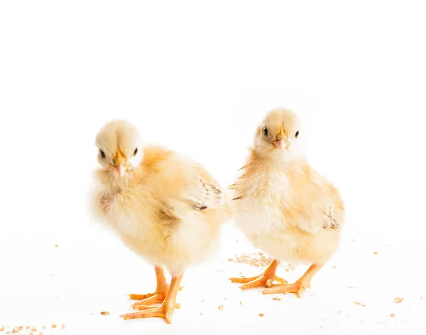 Cute chicks isolated — Stock Photo, Image