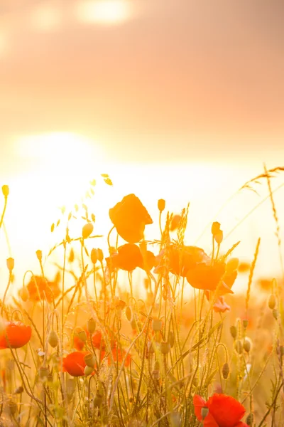 Campo di grano con papaveri — Foto Stock