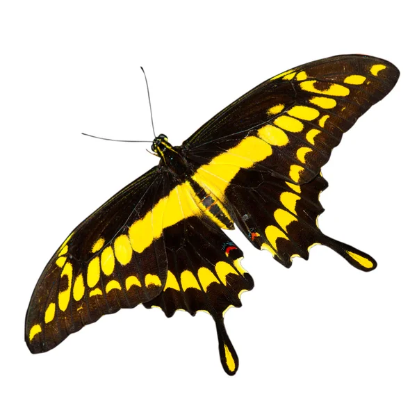 The tropical butterfly — Stock Photo, Image