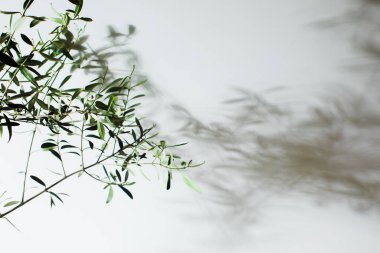 Genç zeytin ağacının gölgeleriyle kaplı duvar