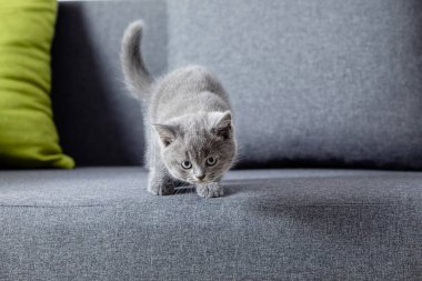 The cute little kitten walks at home clipart
