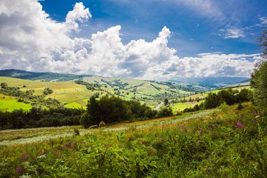 Dağ çayırlarındaki vahşi yaşam bitkilerinin çeşitliliği