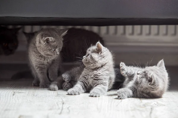 De kleine grijze kittens hebben plezier thuis — Stockfoto