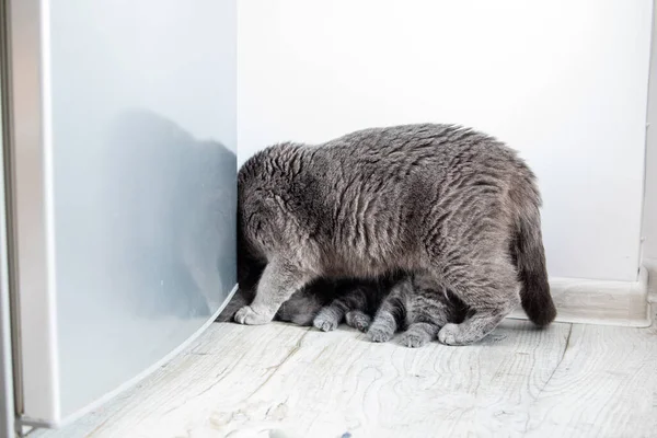 Il gatto nutre i suoi gattini in cucina — Foto Stock
