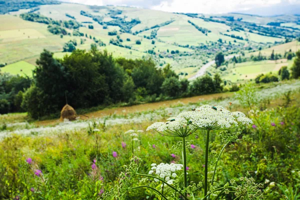 Bellezza della natura selvaggia nelle terre natie — Foto Stock