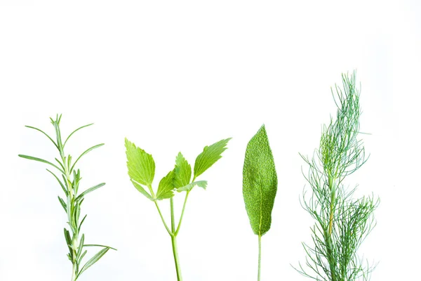 Čtyři malé větvičky aromatických rostlin, izolované na bílém — Stock fotografie