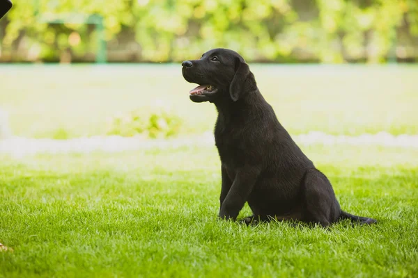 Black Labrador puppy waiting for the owner — Stock Photo, Image