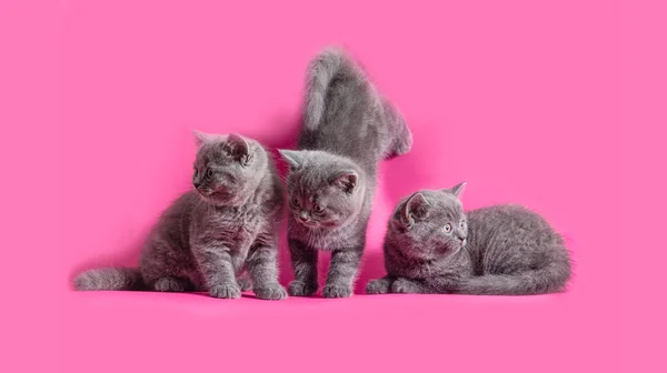 Los gatitos grises juguetones sobre el fondo rosa — Foto de Stock