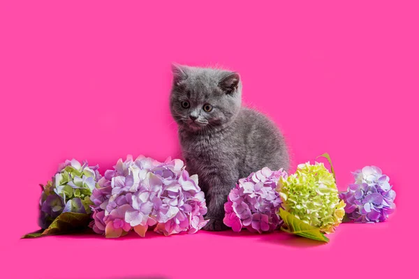 British recta gatito sentado entre gortenzia flores — Foto de Stock