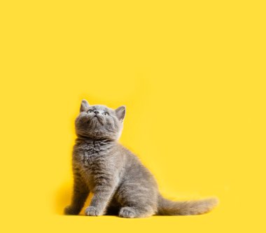 Küçük gri kedi yavrusu sarı arka plana bakıyor.