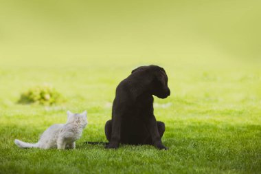 Bir karar verdikten sonra arkana bakma.