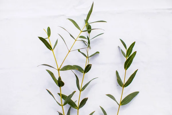 나뭇가지 위의 푸른 유칼립투스 잎, 흰 배경 — 스톡 사진
