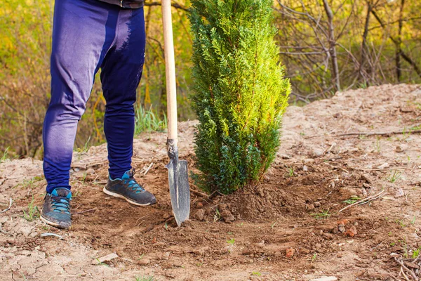 Man na succesvolle planten witte ceder in zijn tuin — Stockfoto