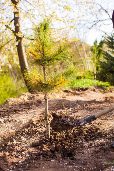 Jonge dennenboom recent geplant in klein bos — Stockfoto