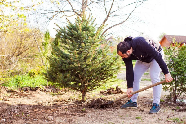 Cultivando árbol de Navidad en su jardín para decorar en invierno — Foto de Stock