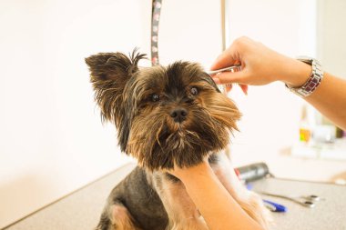 Köpek gösterisine katılmadan önce son rötuşlar.