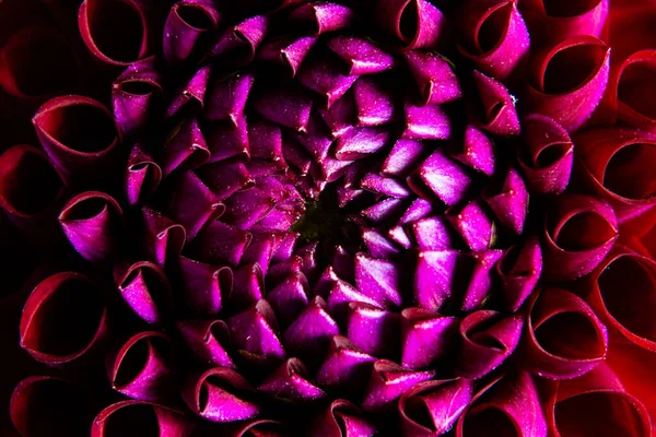 Red dalia flower very close up, geometric nature — Stock Photo, Image