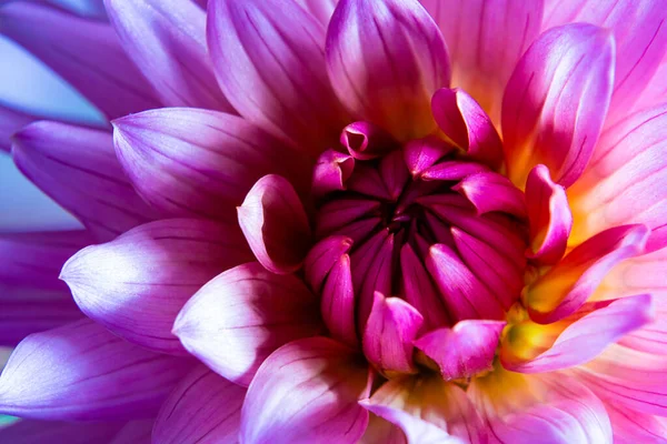 Piękne serce kwiatu dahlii z bliska — Zdjęcie stockowe