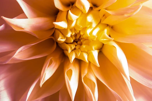 Dalia amarilla y rosa flor corazón macro — Foto de Stock