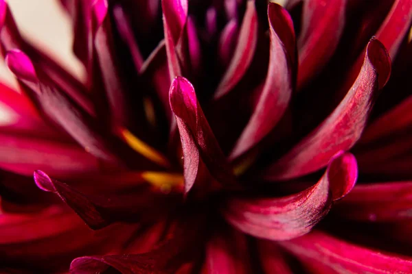 Flor de dalia roja super macro para el diseño — Foto de Stock