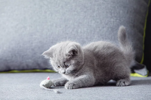 かわいい子猫は面白いですおもちゃのマウス — ストック写真