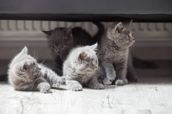 De grappige grijze kittens houden de eigenaar goed in de gaten — Stockfoto