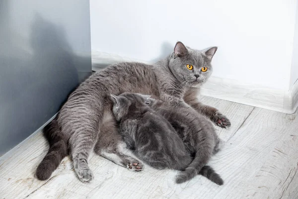 The cat feeds its kittens in the kitchen