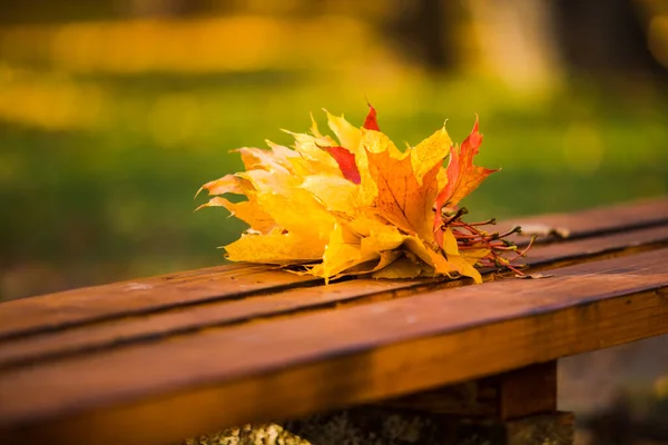 Le bouquet de feuilles d'érable d'automne de couleurs rouge et jaune — Photo