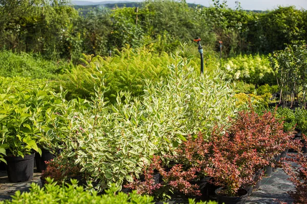 Assortiment decoratieve planten voor de moderne tuin — Stockfoto