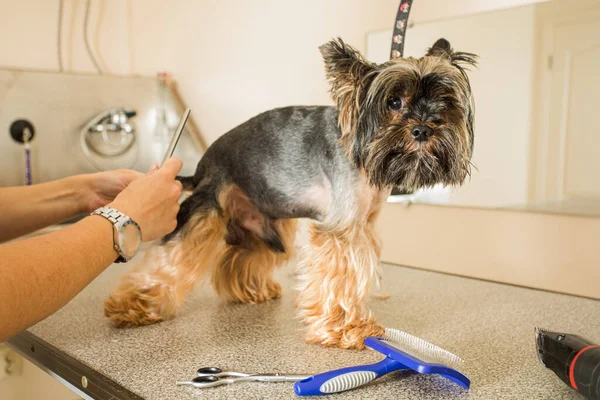 Doggy feels unprotected while grooming or checking at vet