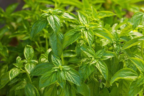 Albahaca fresca en el jardín, hojas de cerca — Foto de Stock