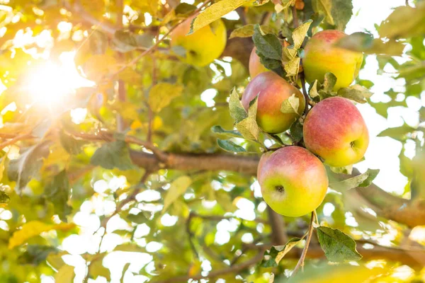 Ripe apples on apple tree at autumn garden — Stock Photo, Image